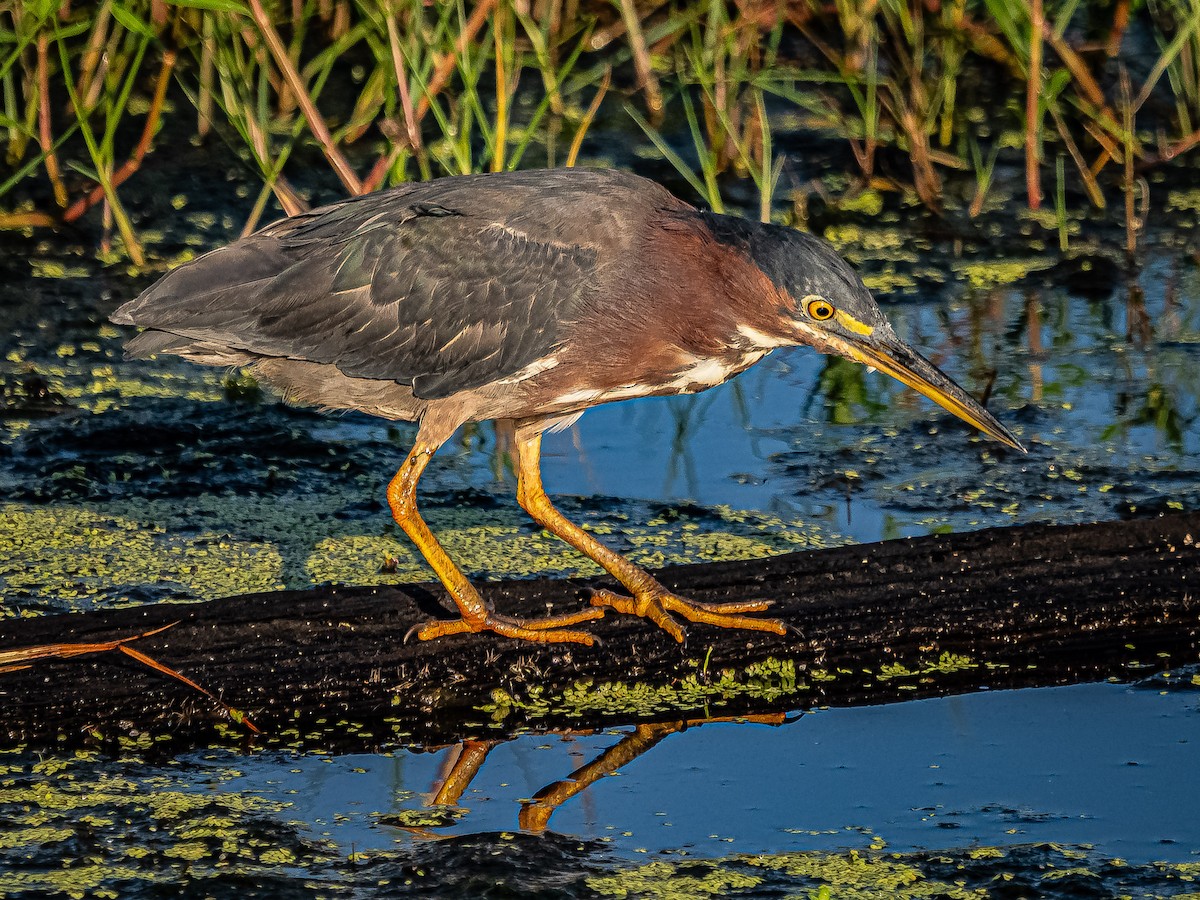 Green Heron - ML624095080