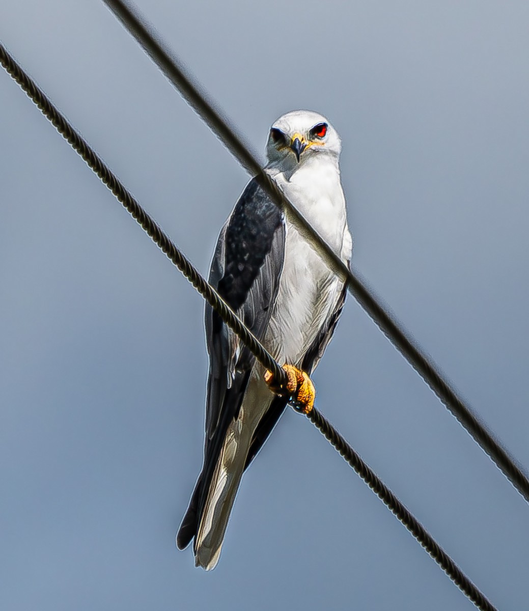 White-tailed Kite - ML624095085