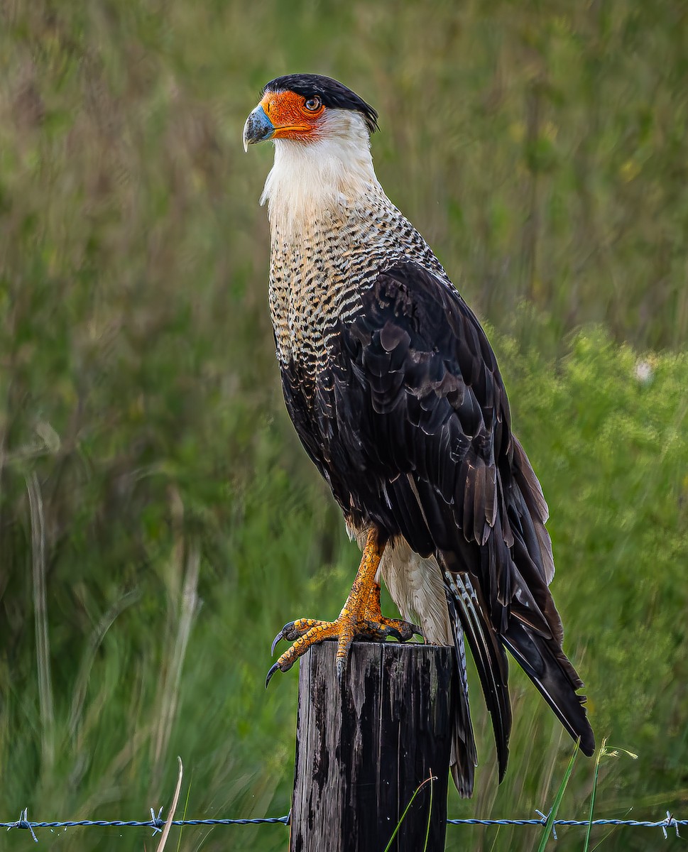 Crested Caracara - ML624095103