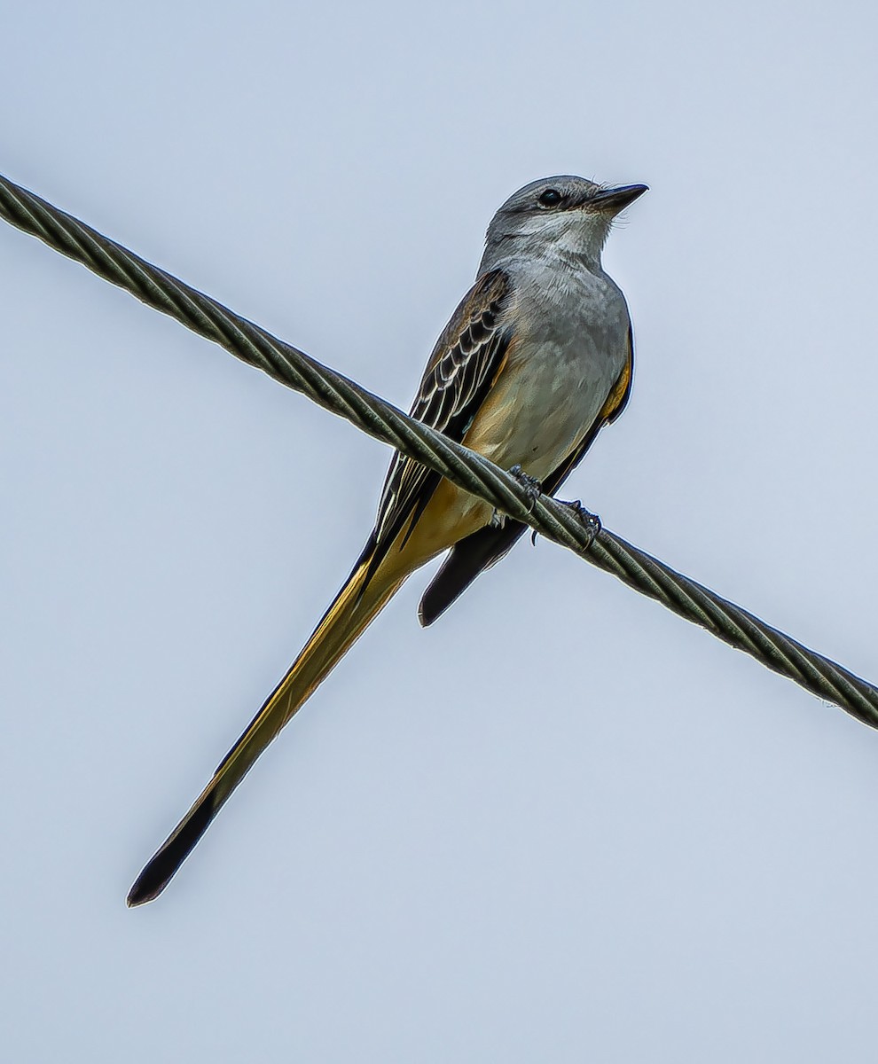 Scissor-tailed Flycatcher - ML624095111