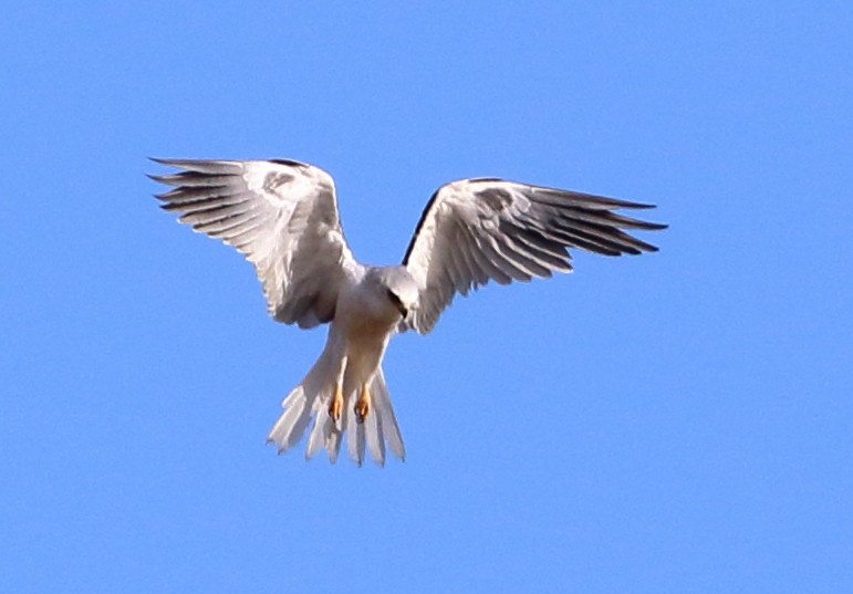 White-tailed Kite - ML624095150