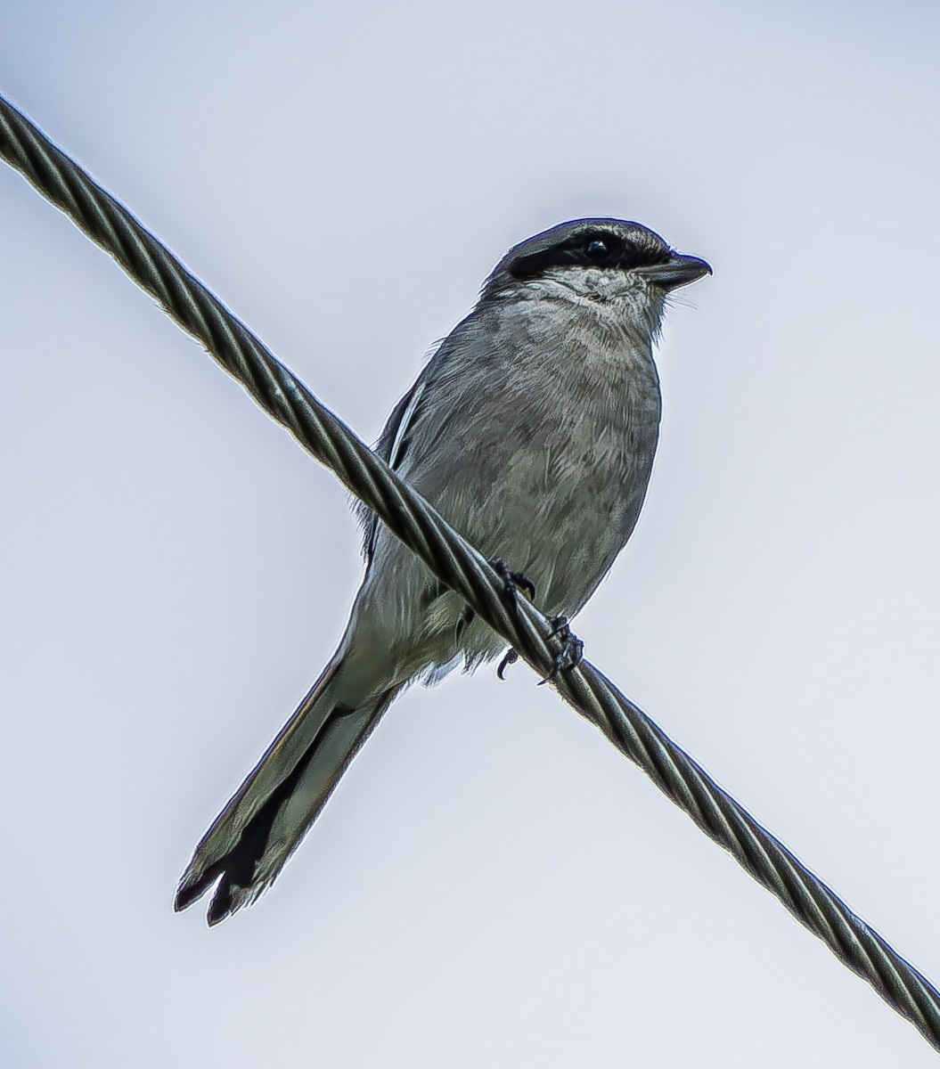 Loggerhead Shrike - ML624095151