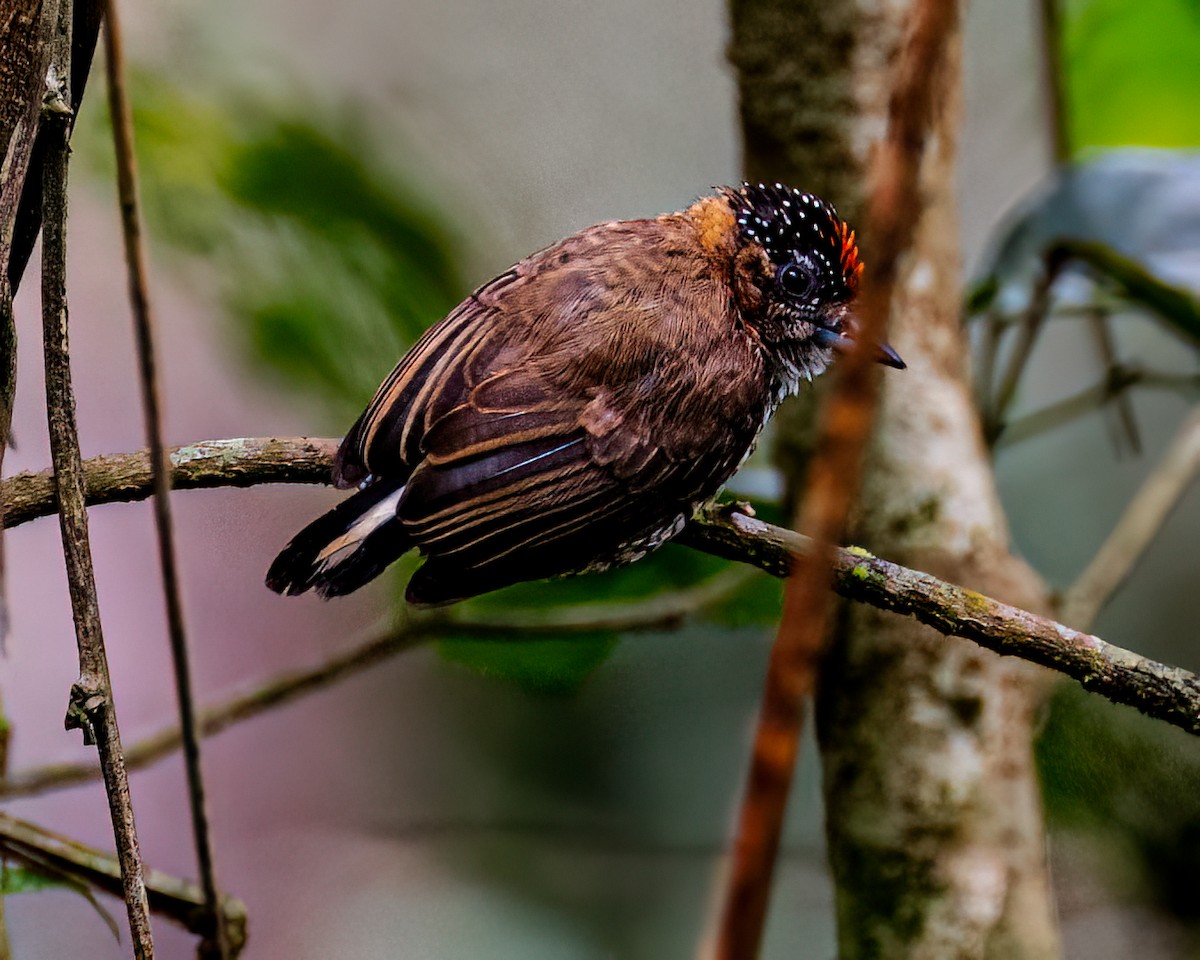 Ochre-collared Piculet - ML624095168