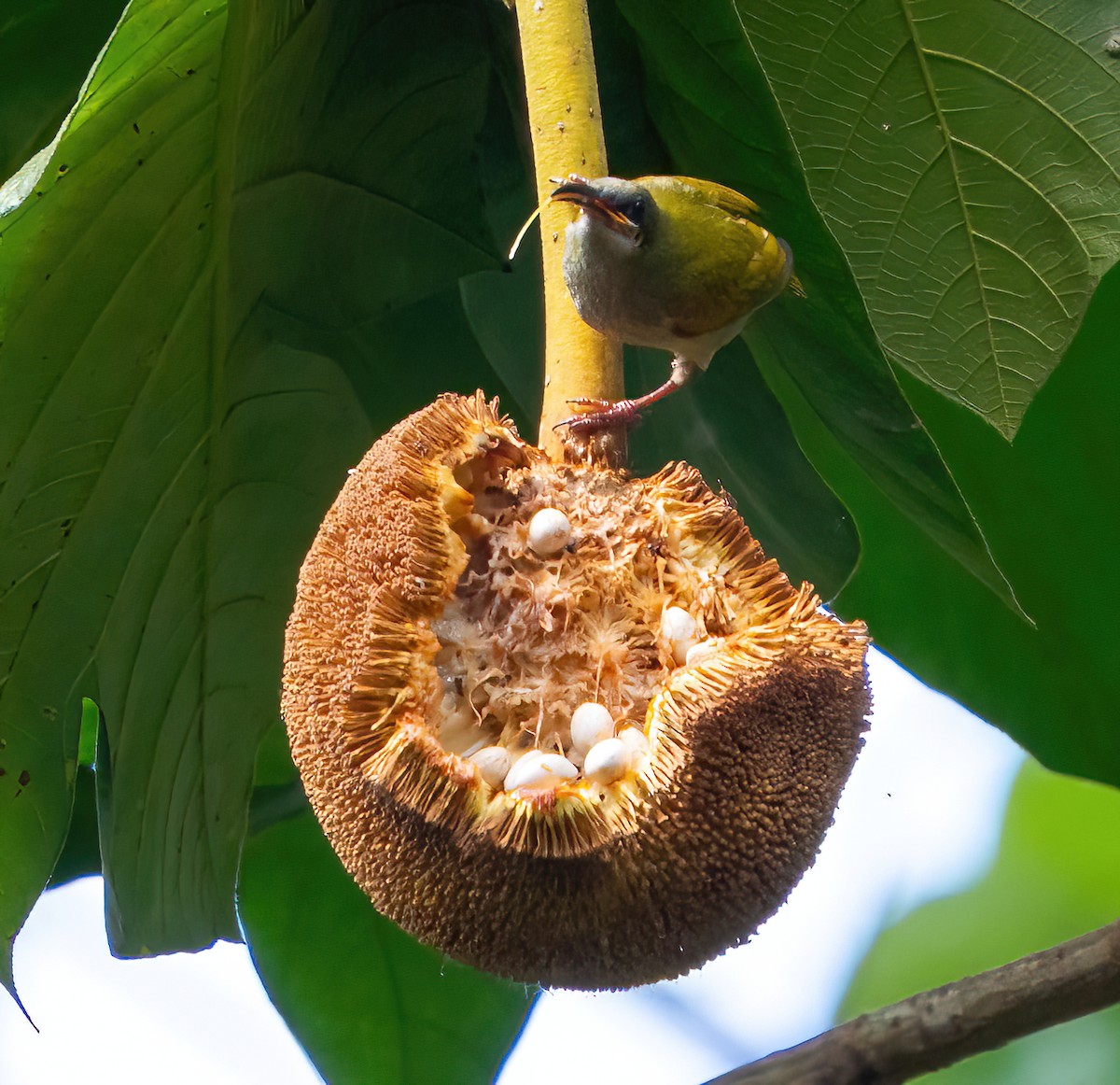 Naked-faced Spiderhunter - Kevin Pearce