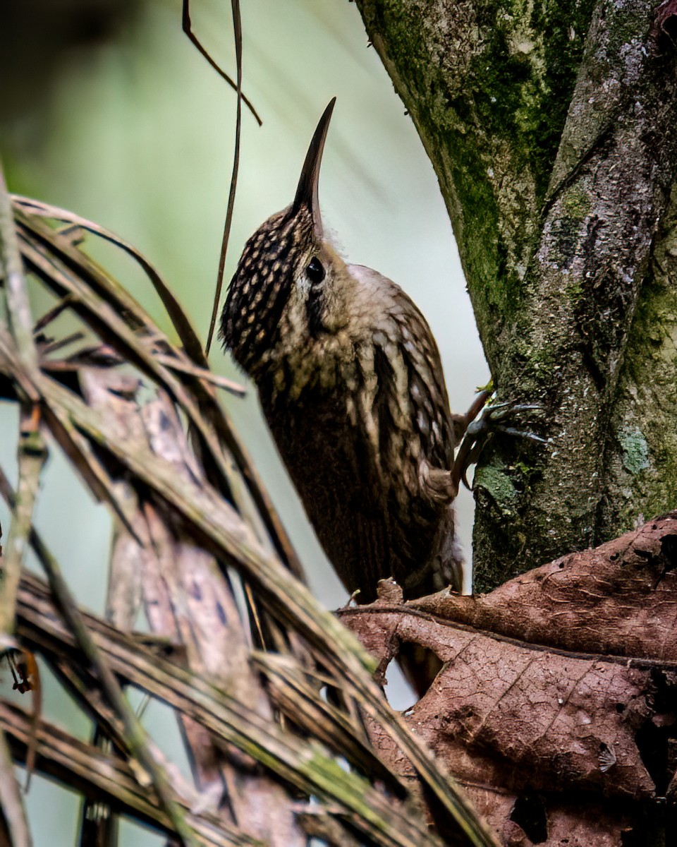 Lesser Woodcreeper - Victor Pássaro