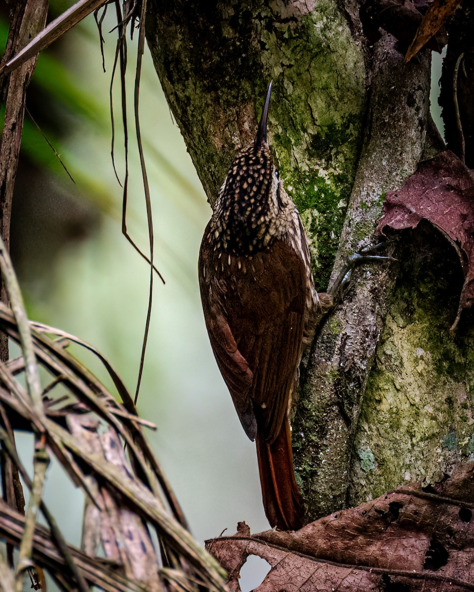 Lesser Woodcreeper - ML624095232