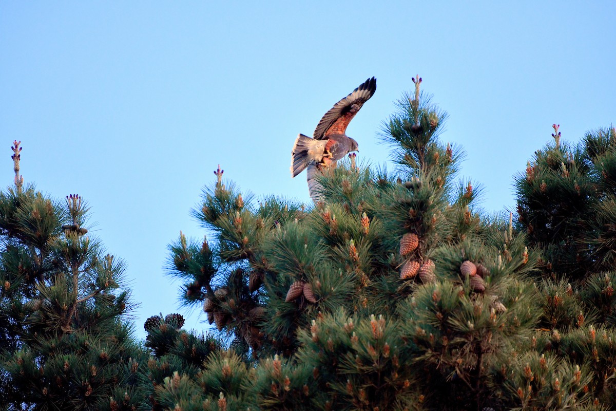 Harris's Hawk - ML624095245