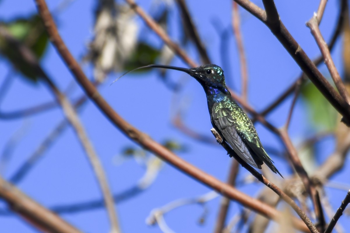 Colibrí de Barbijo - ML624095271