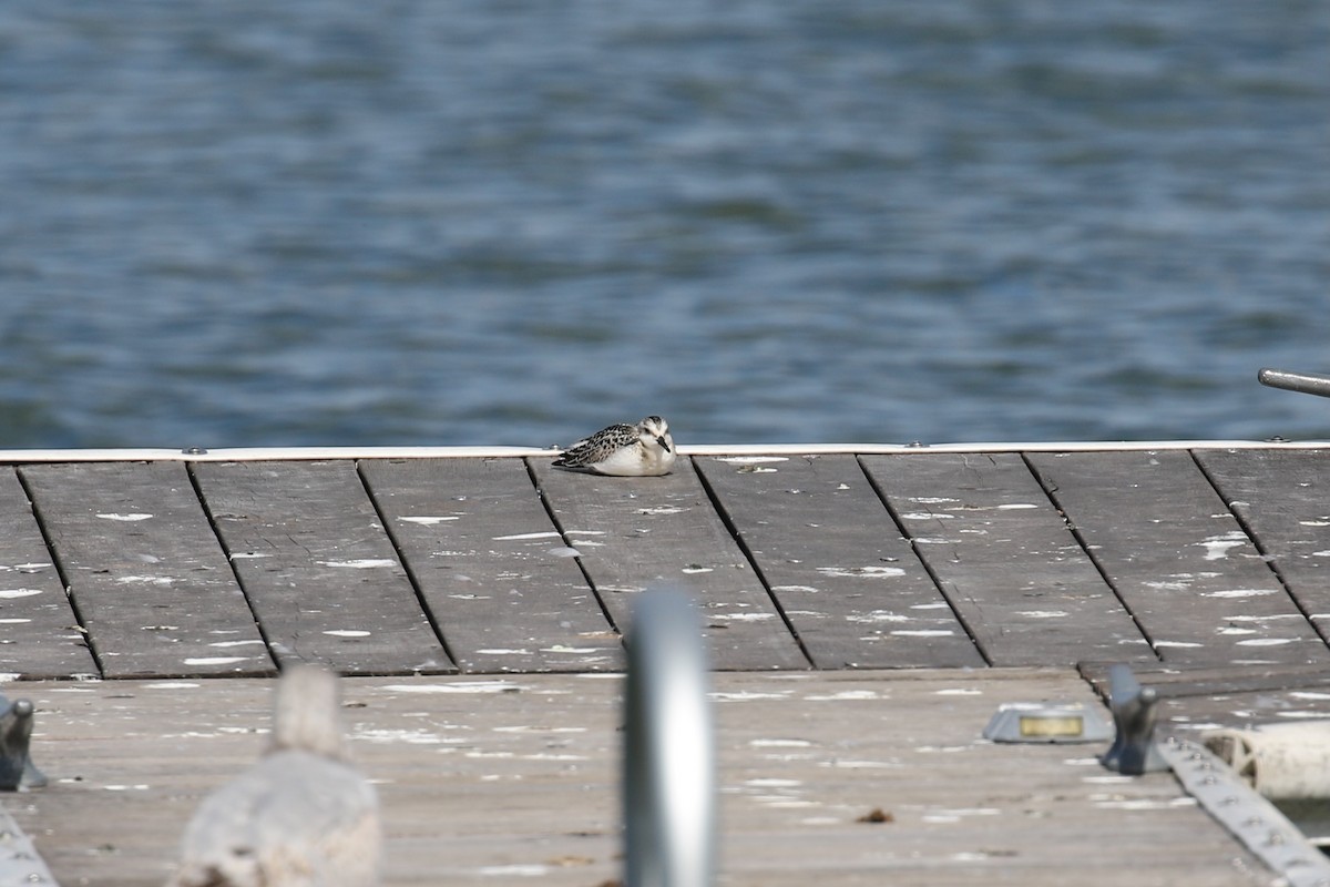 Sanderling - ML624095277