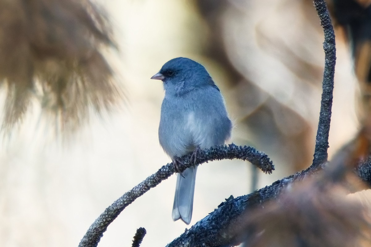 Dark-eyed Junco (Gray-headed) - ML624095325