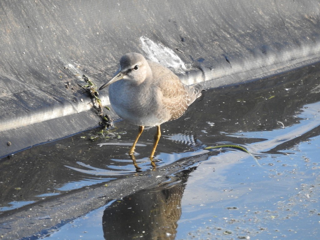 Gray-tailed/Wandering Tattler - ML624095331