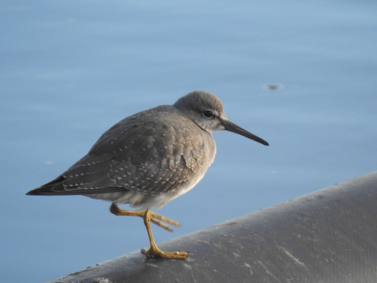 Gray-tailed/Wandering Tattler - ML624095333