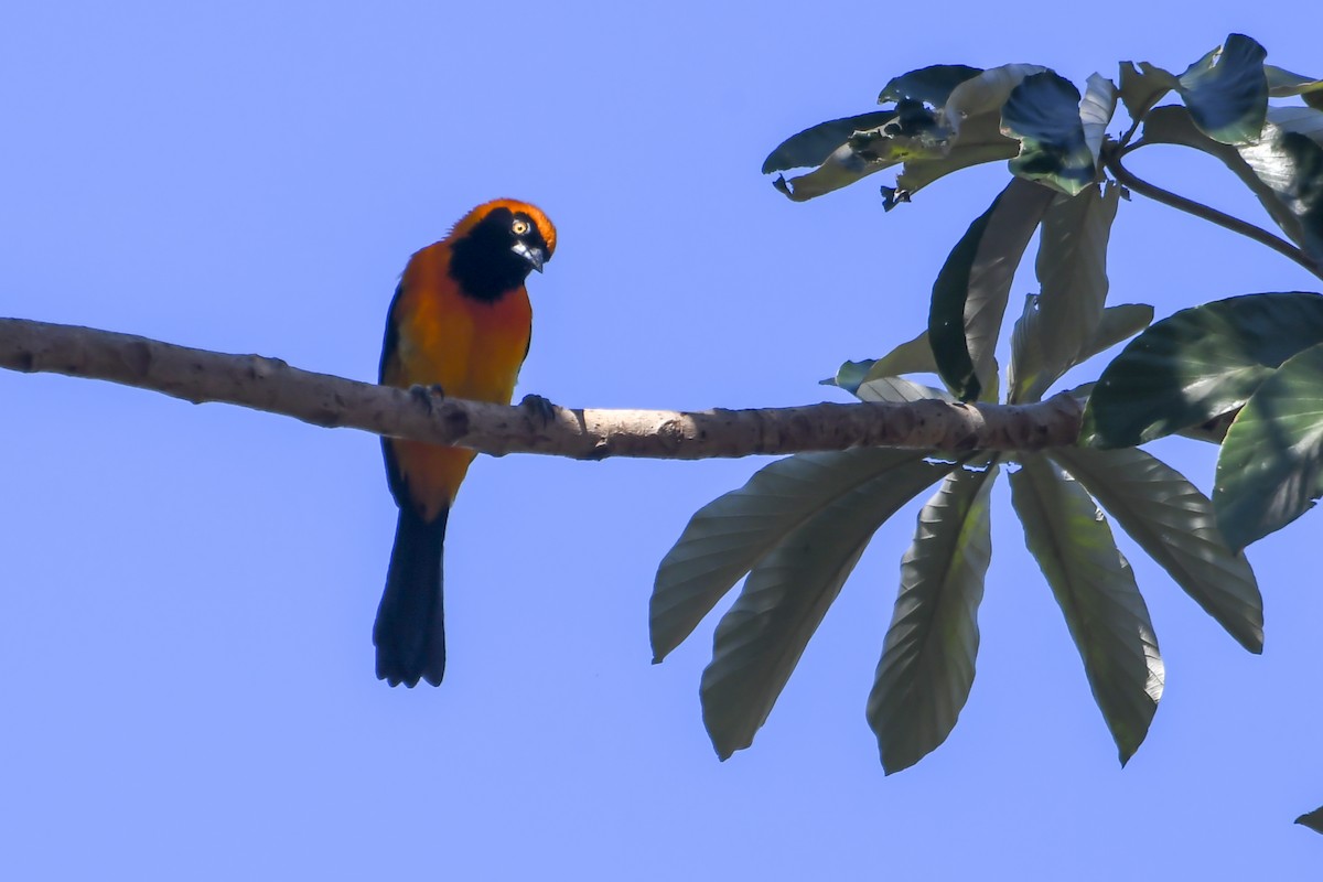 Orange-backed Troupial - ML624095337