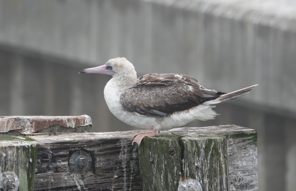 Red-footed Booby - ML624095338