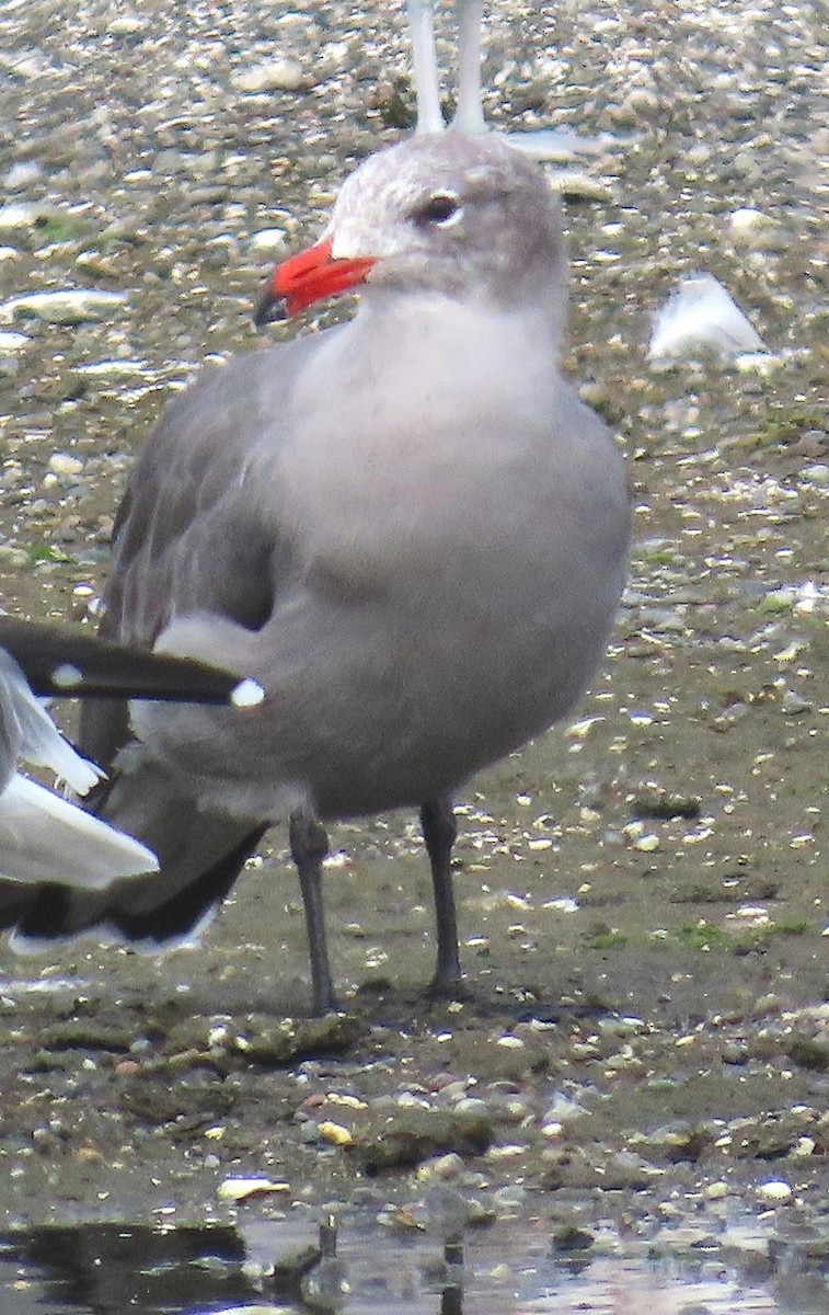 Heermann's Gull - Linda Archer