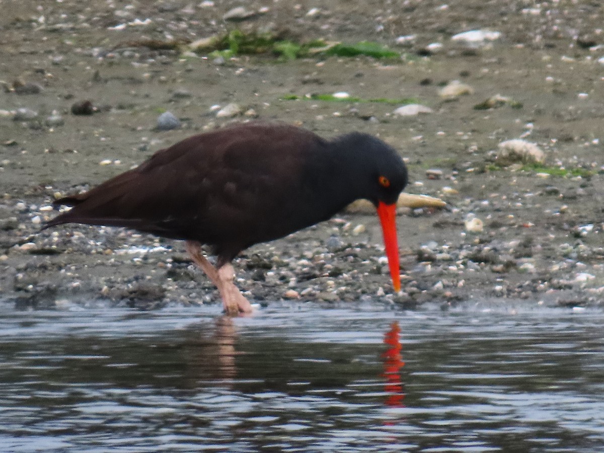 Black Oystercatcher - ML624095395