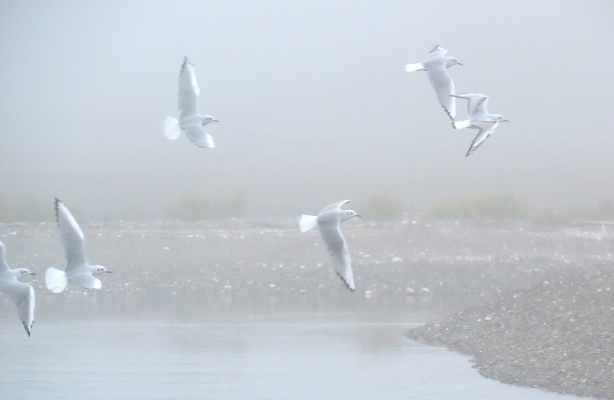 Bonaparte's Gull - ML624095402