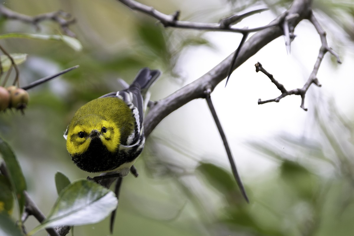 Black-throated Green Warbler - ML624095403