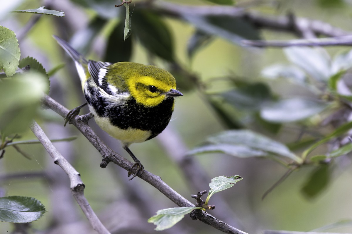 Black-throated Green Warbler - ML624095405