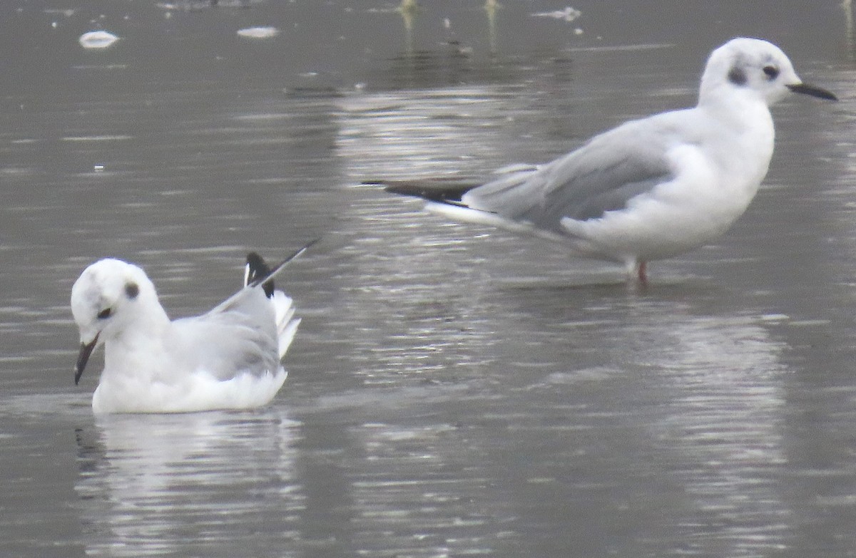 Bonaparte's Gull - ML624095406