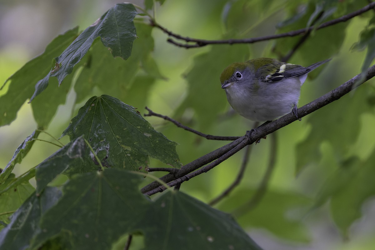 Chestnut-sided Warbler - ML624095407