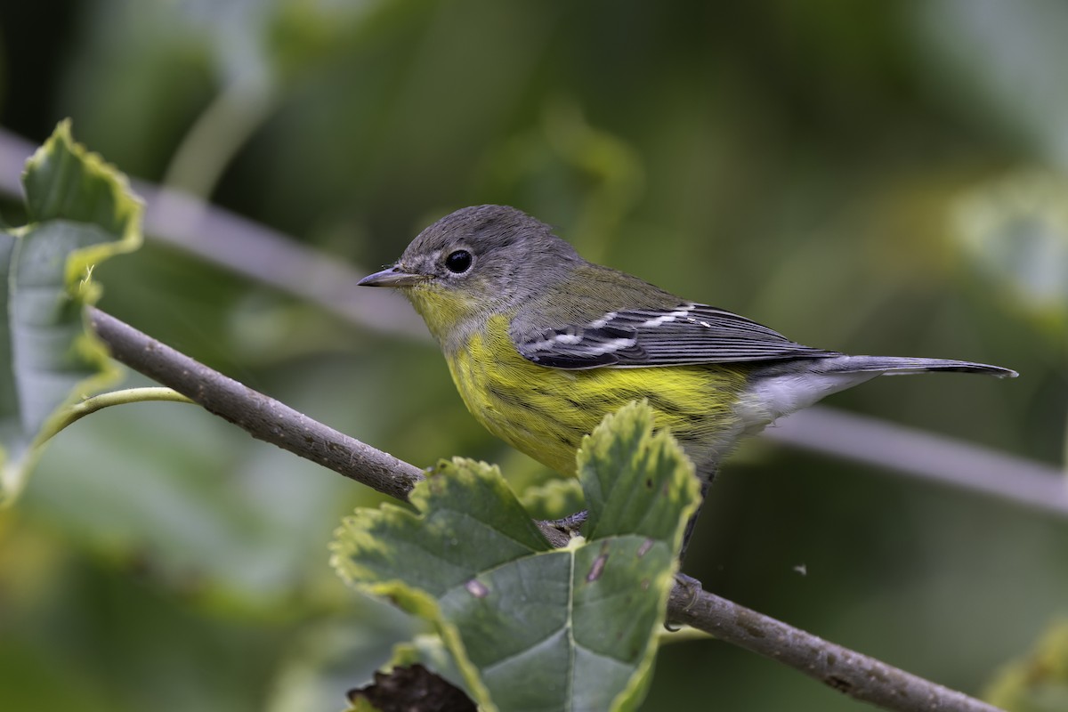 Magnolia Warbler - ML624095409