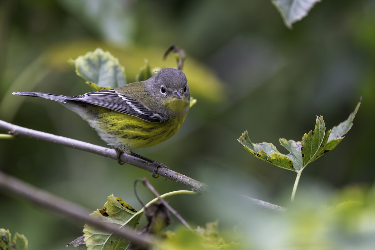 Magnolia Warbler - ML624095412