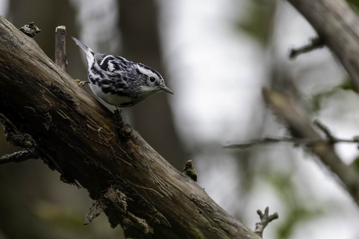 Black-and-white Warbler - ML624095414