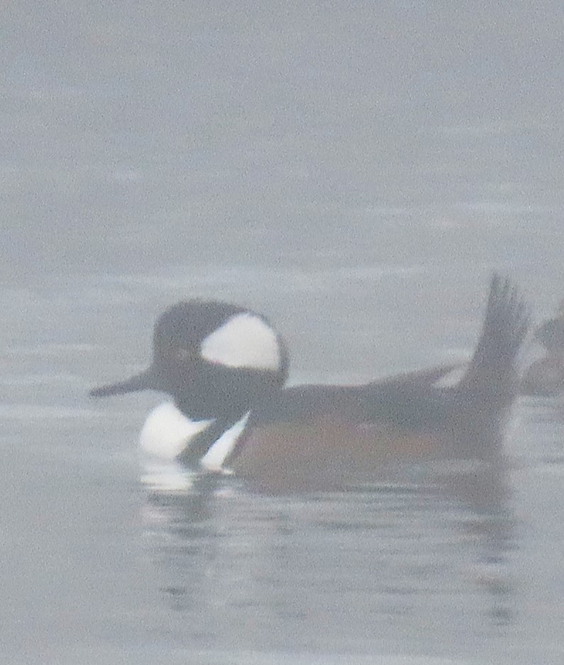 Hooded Merganser - ML624095415