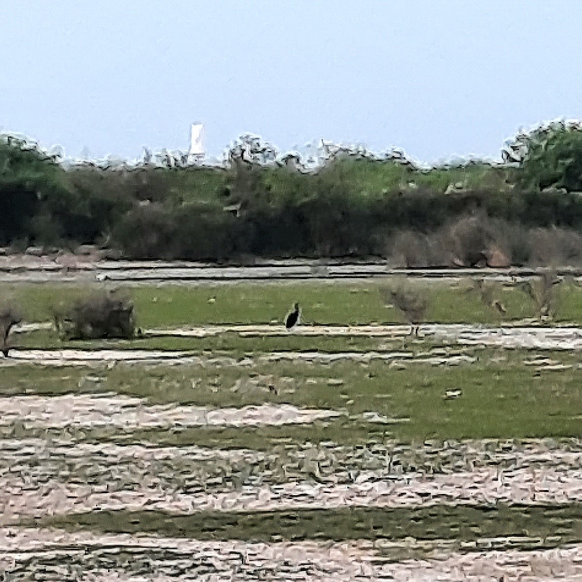 Southern Screamer - ML624095416