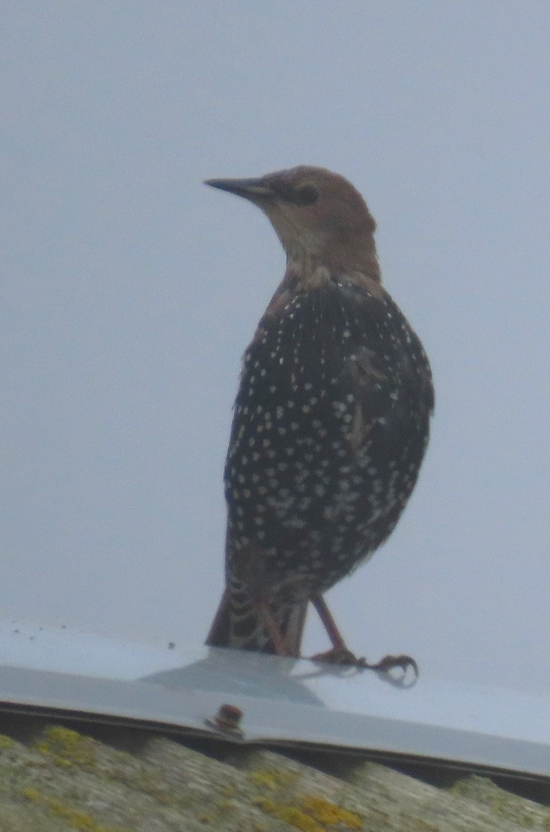 European Starling - ML624095432