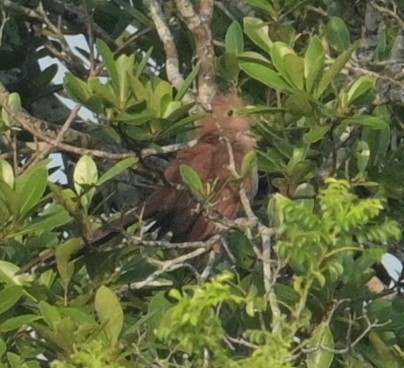 Squirrel Cuckoo (Middle America) - ML624095440