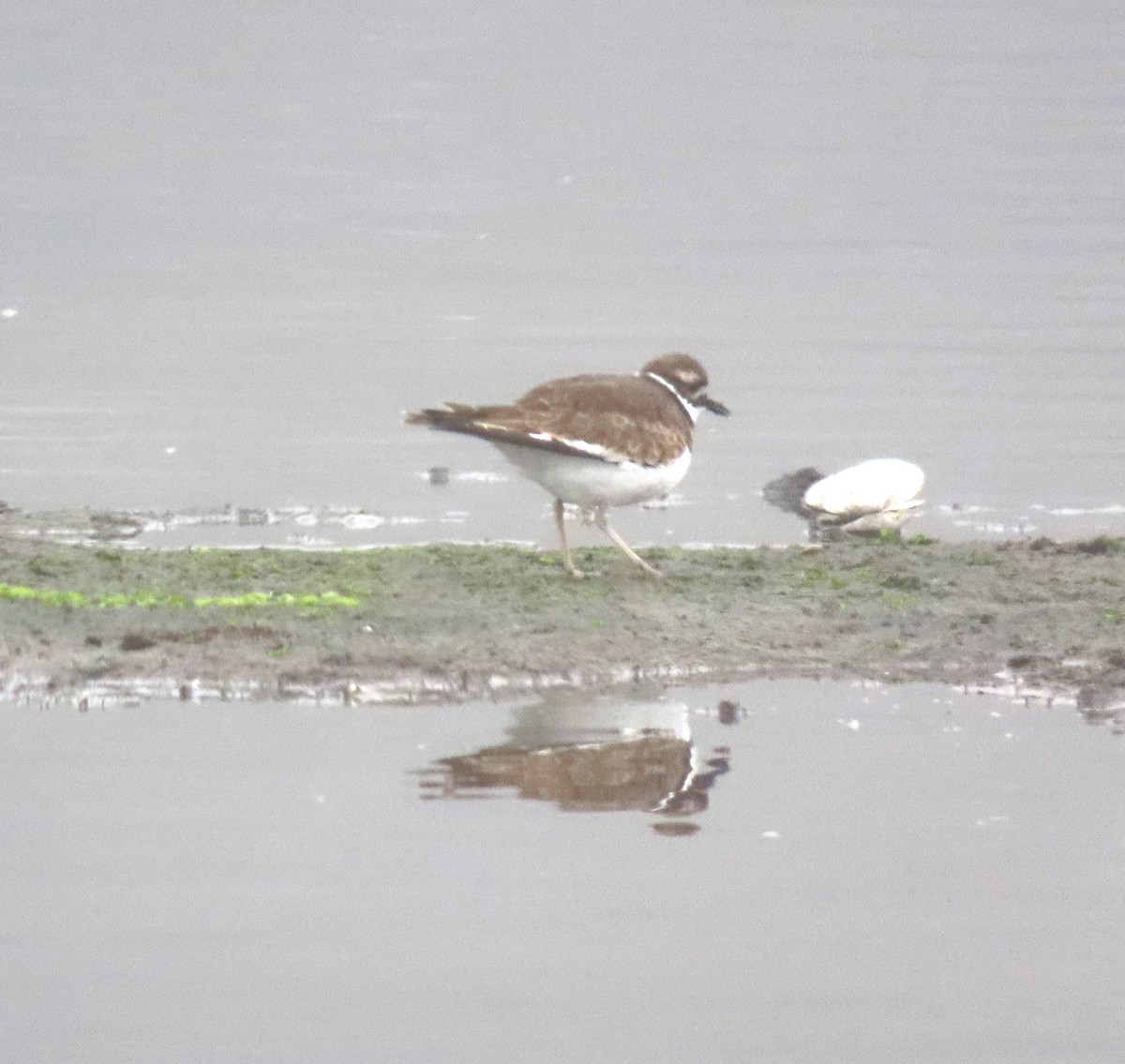 Killdeer - ML624095451