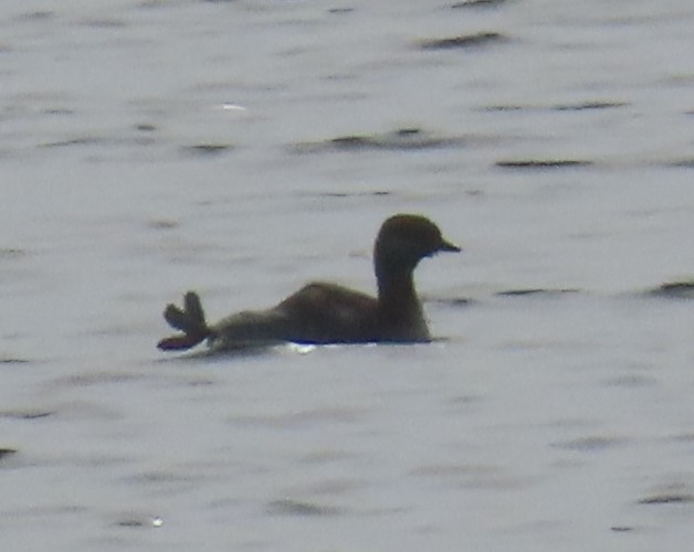 Horned Grebe - ML624095471