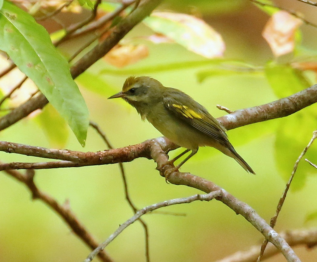 Golden-winged Warbler - ML624095506