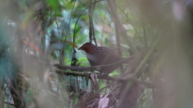 Ocellated Tapaculo - ML624095530