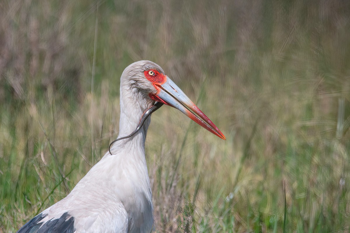 Maguari Stork - ML624095569