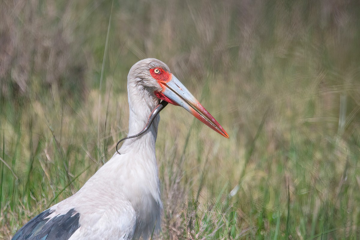 Maguari Stork - ML624095570