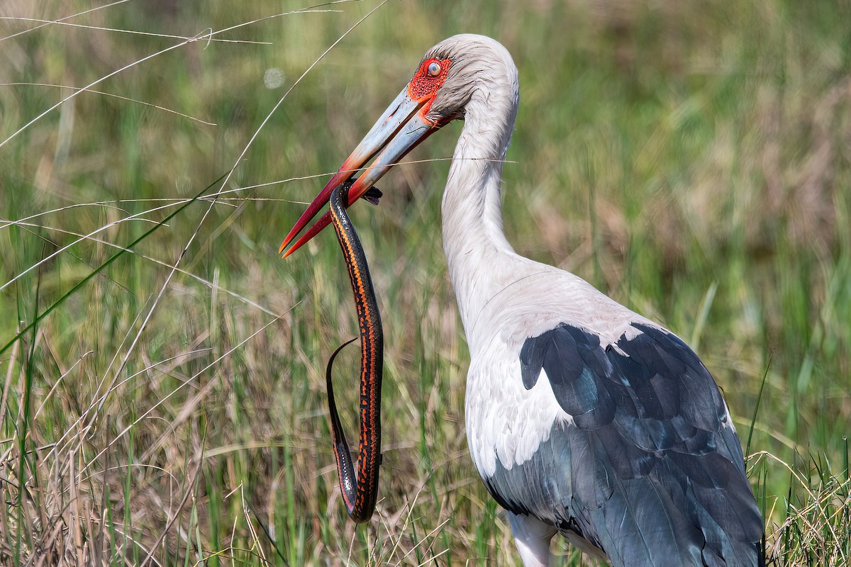 Maguari Stork - ML624095571