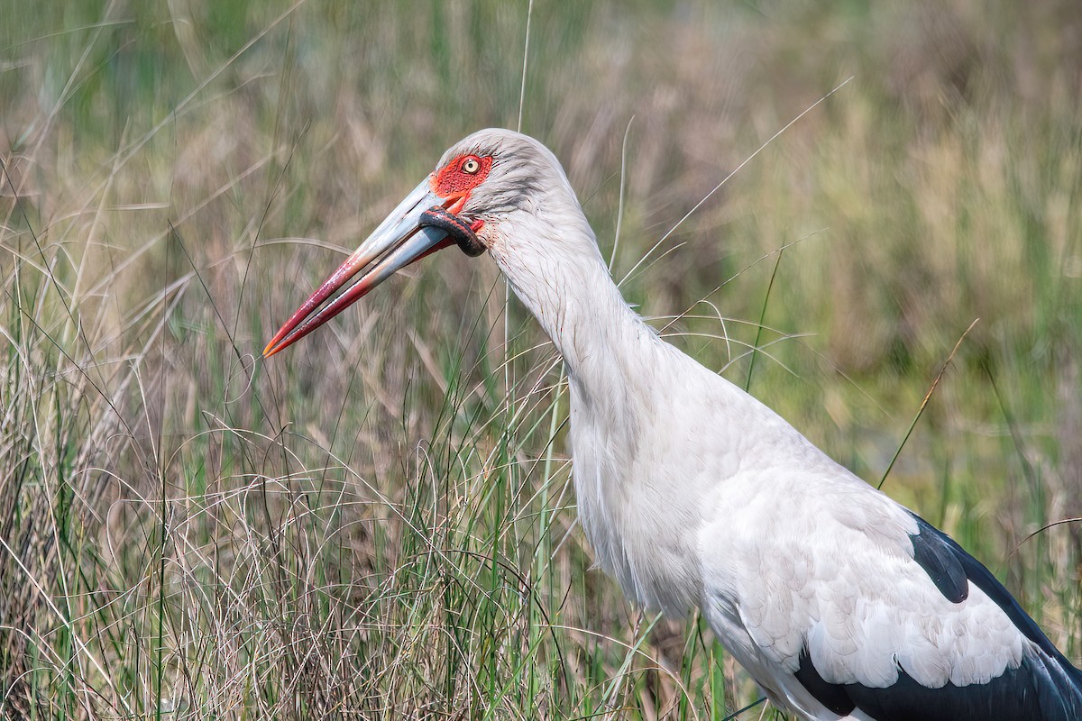 Maguari Stork - ML624095572