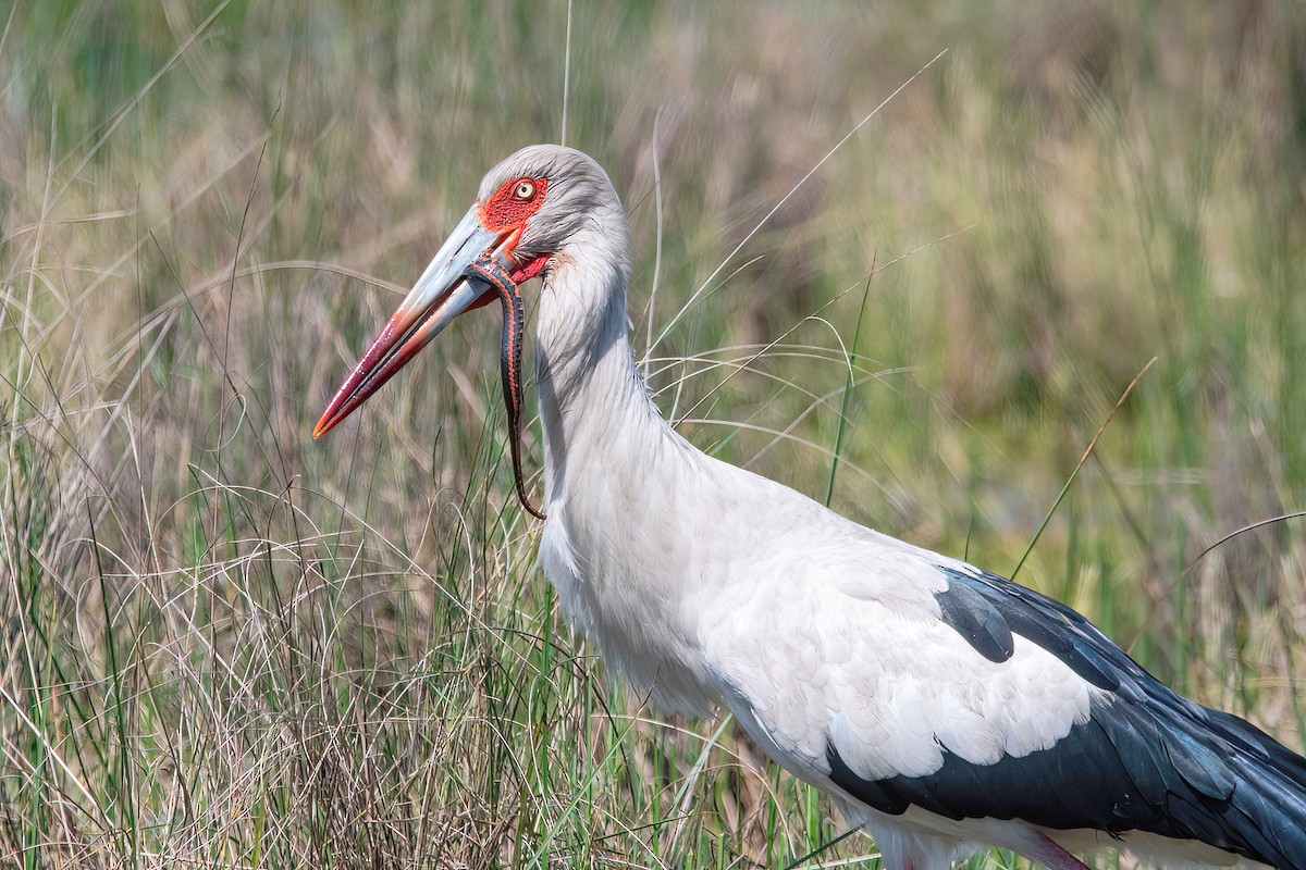 Maguari Stork - ML624095573