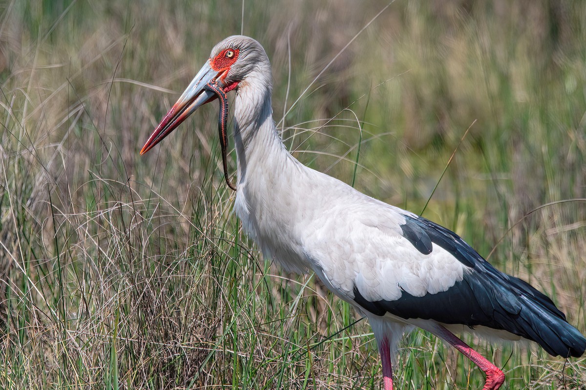 Maguari Stork - ML624095574