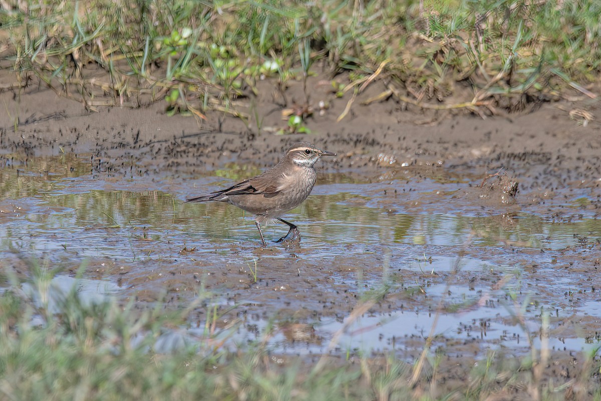 Buff-winged Cinclodes - ML624095579