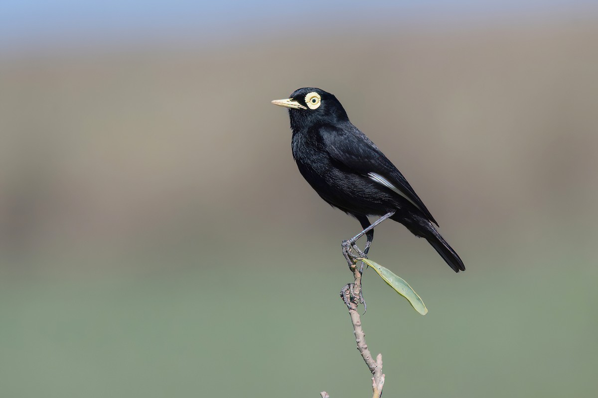 Spectacled Tyrant - ML624095588