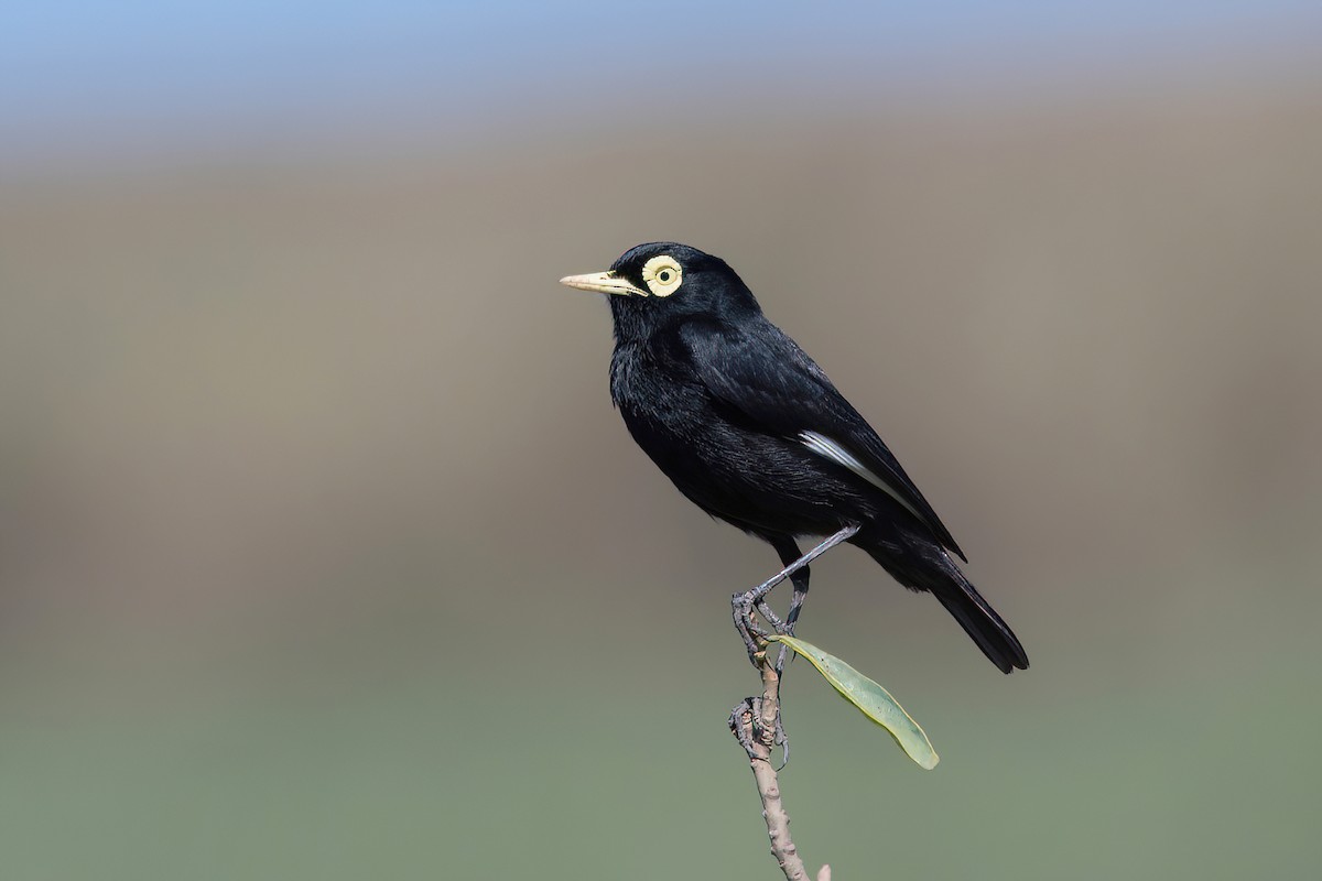 Spectacled Tyrant - ML624095589