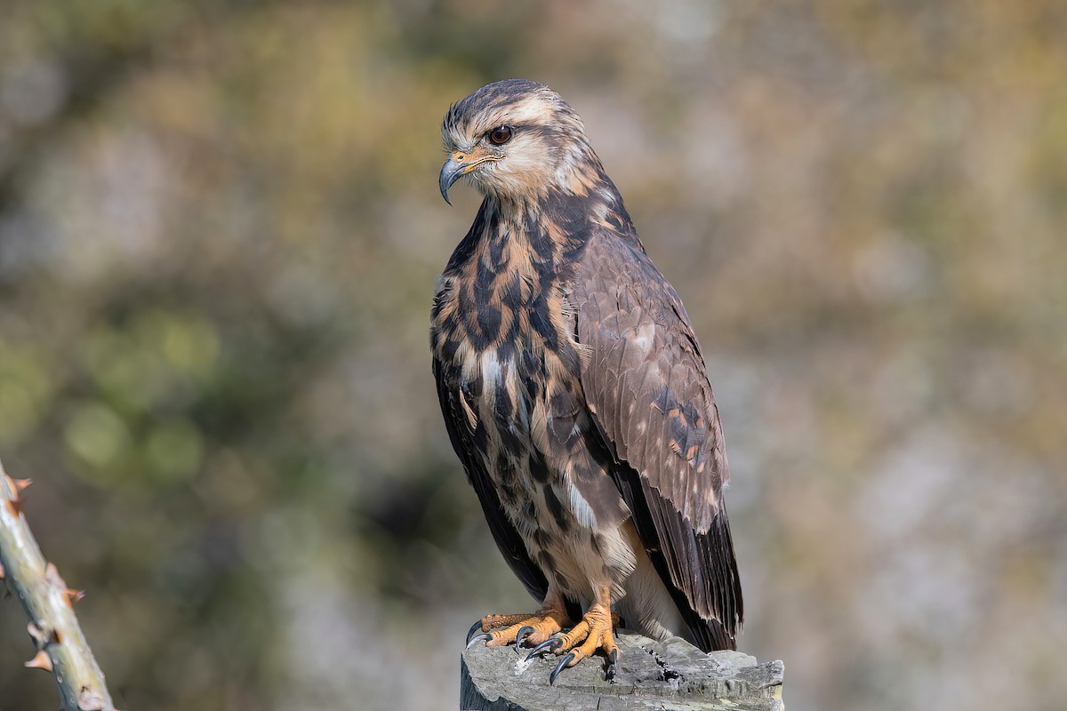 Snail Kite - Raphael Kurz -  Aves do Sul