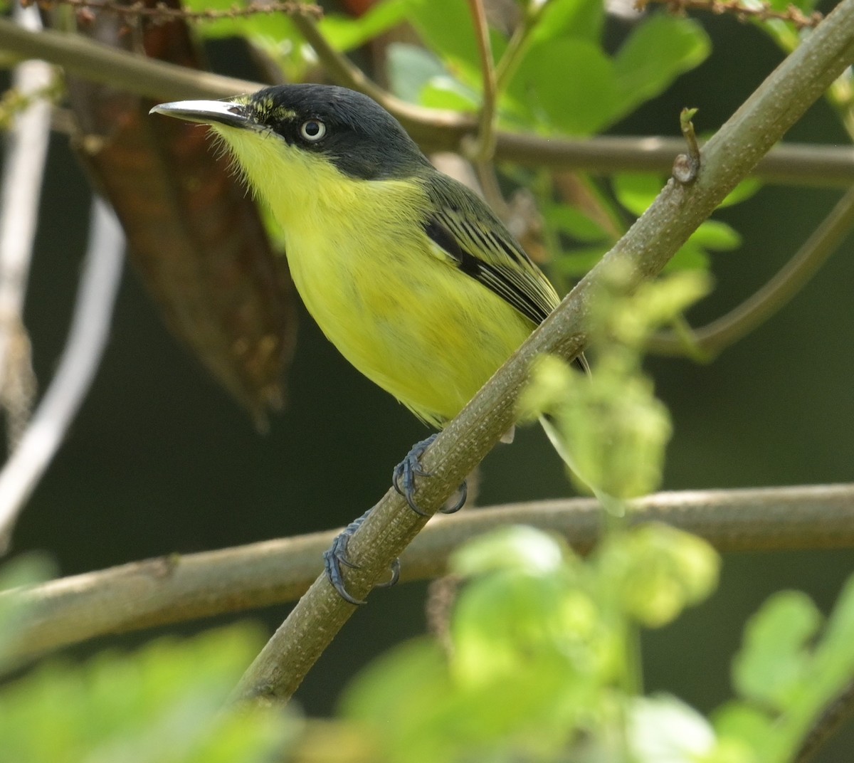 Common Tody-Flycatcher (cinereum Group) - ML624095600