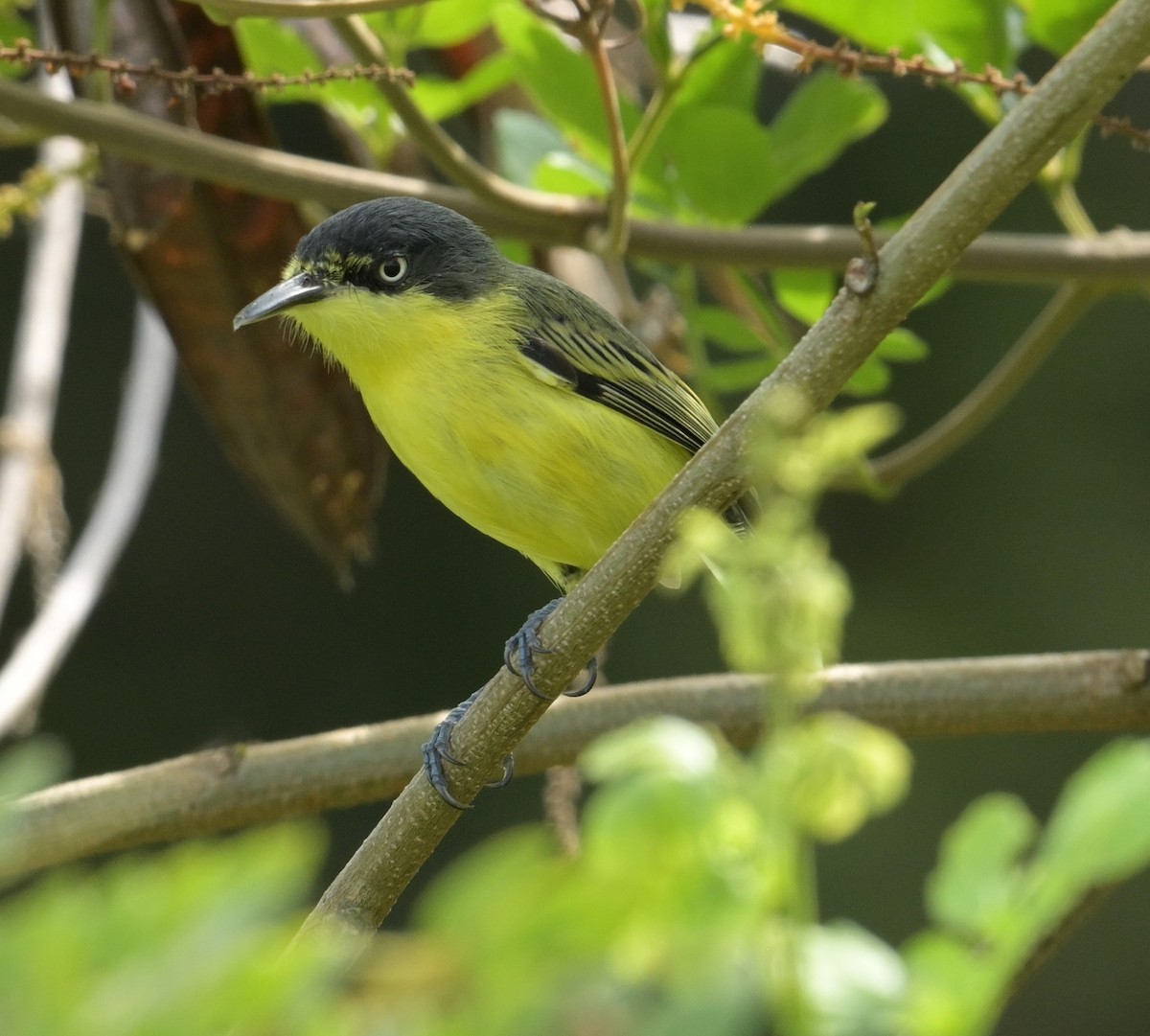 Common Tody-Flycatcher (cinereum Group) - ML624095601