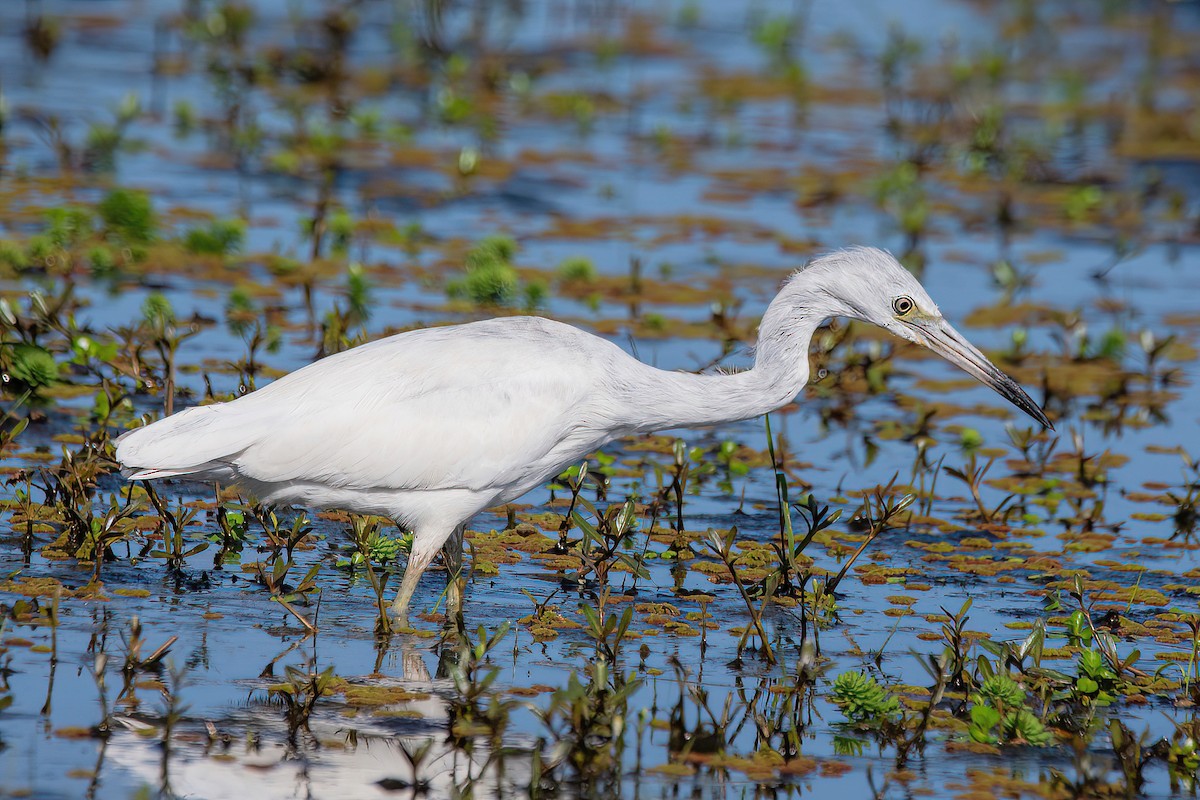 Little Blue Heron - ML624095603