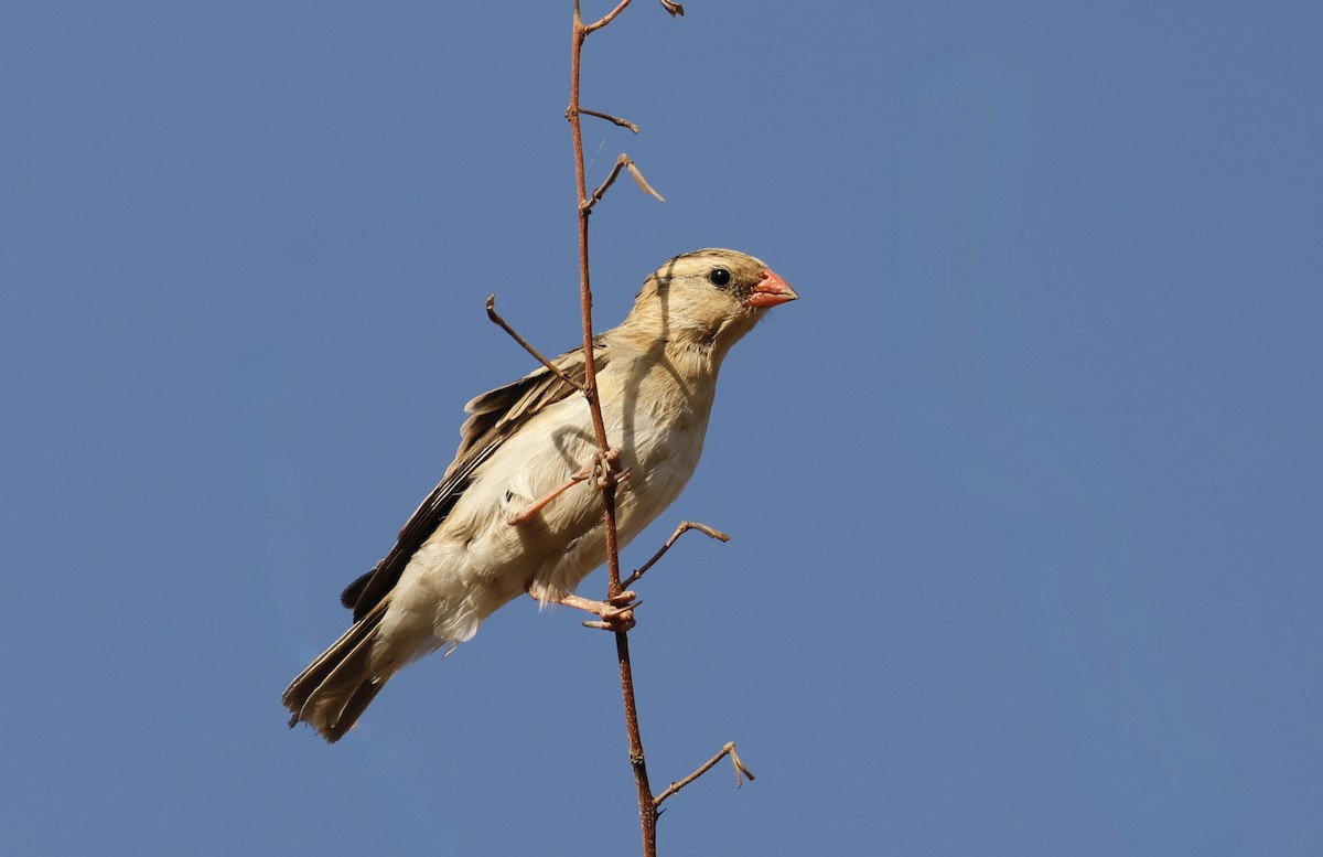 Shaft-tailed Whydah - ML624095607